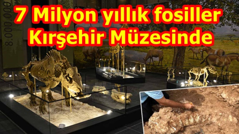 7 Milyon yıllık fosiller Kırşehir Müzesinde