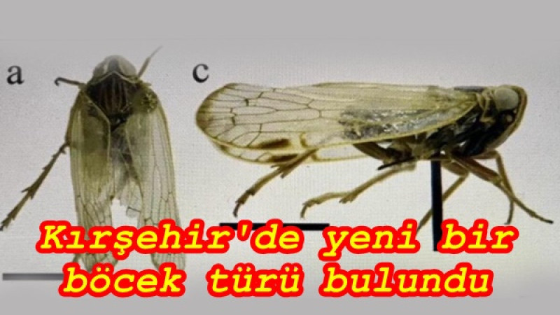 Kırşehir'de yeni bir böcek türü bulundu