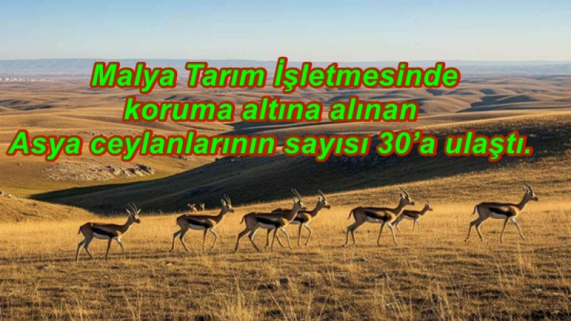  Malya Tarım İşletmesinde koruma altına alınan Asya ceylanlarının sayısı 30’a ulaştı.
