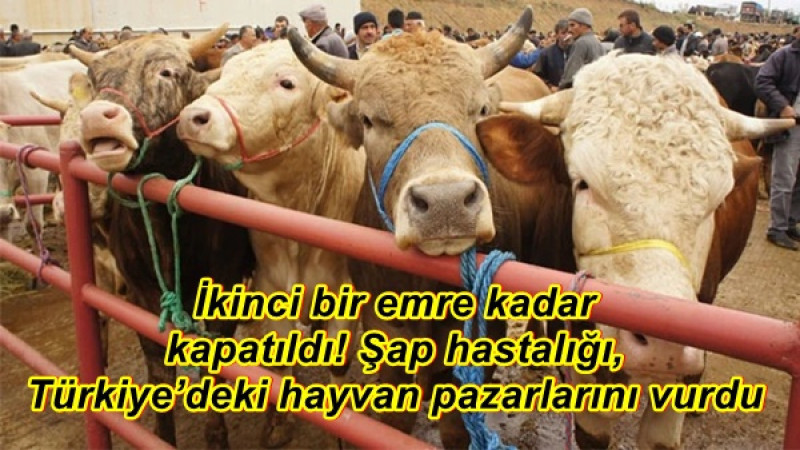 İkinci bir emre kadar kapatıldı! Şap hastalığı, Türkiye’deki hayvan pazarlarını vurdu
