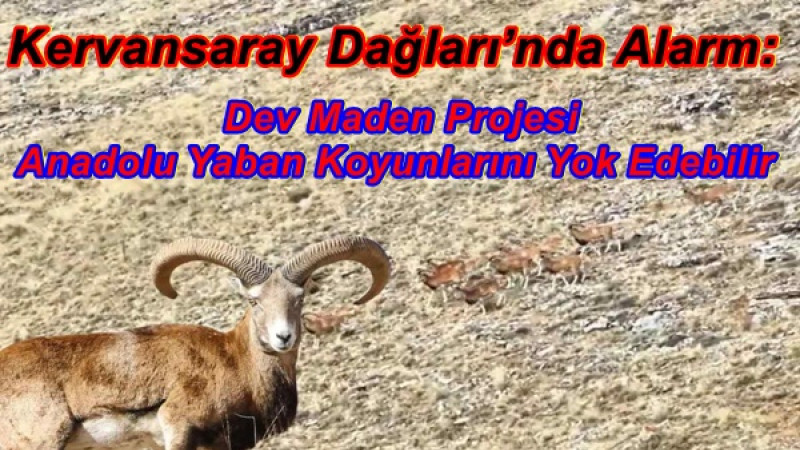 Kervansaray Dağları’nda Alarm: Dev Maden Projesi Anadolu Yaban Koyunlarını Yok Edebilir
