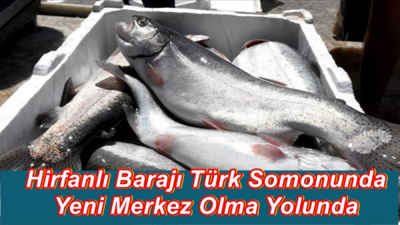 Hirfanlı Barajı Türk Somonunda Yeni Merkez Olma Yolunda