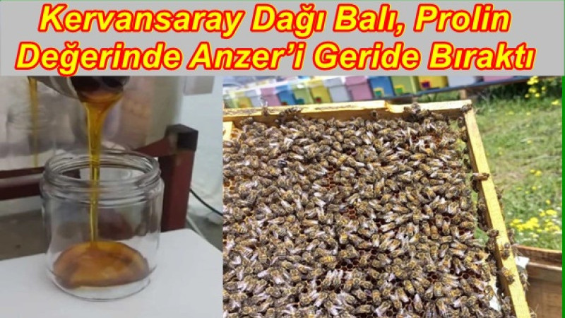 Kervansaray Dağı Balı, Prolin Değerinde Anzer’i Geride Bıraktı