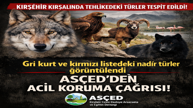 Kırşehir Kırsalında Kırmızı Listedeki Türler Alarm Veriyor