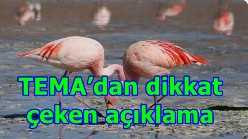 TEMA’dan dikkat çeken açıklama