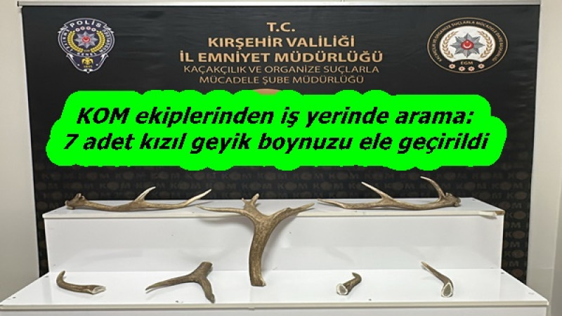 KOM ekiplerinden iş yerinde arama: 7 adet kızıl geyik boynuzu ele geçirildi