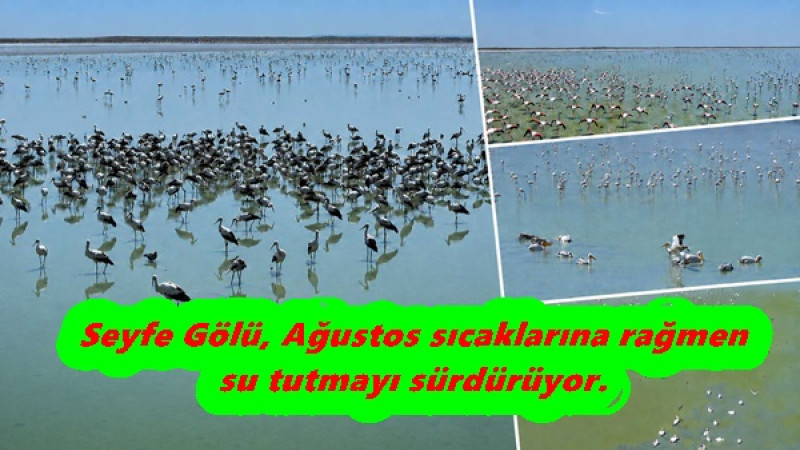 Seyfe Gölü, Ağustos sıcaklarına rağmen su tutmayı sürdürüyor.